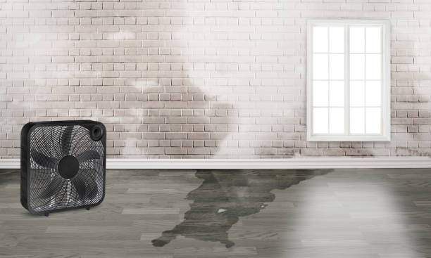 Best Local water damage restoration  in Lugoff, SC
